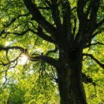 Investissement responsable (ISR)